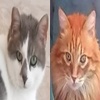 Aia und Tony Katzen Miglena